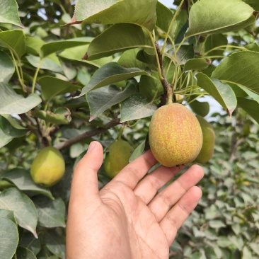 新疆香梨代办，，***********