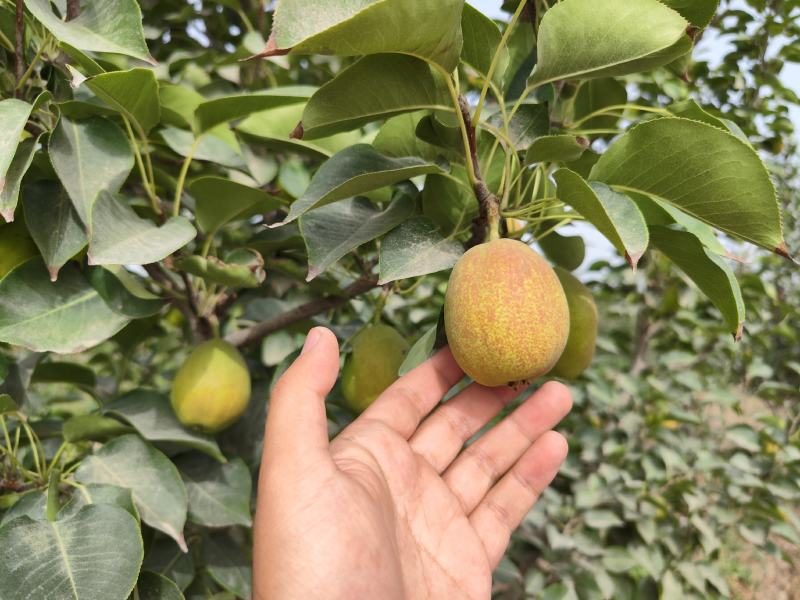 新疆香梨代办，，***********