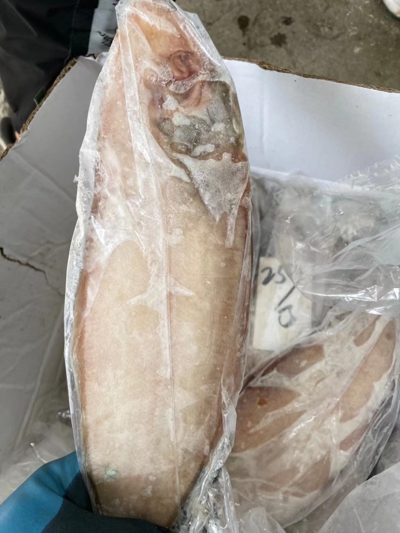 鲜冻龙利鱼舌头鱼踏板鱼鳎目鱼单冻比目鱼海鱼