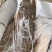 鲜冻龙利鱼舌头鱼踏板鱼鳎目鱼单冻比目鱼海鱼