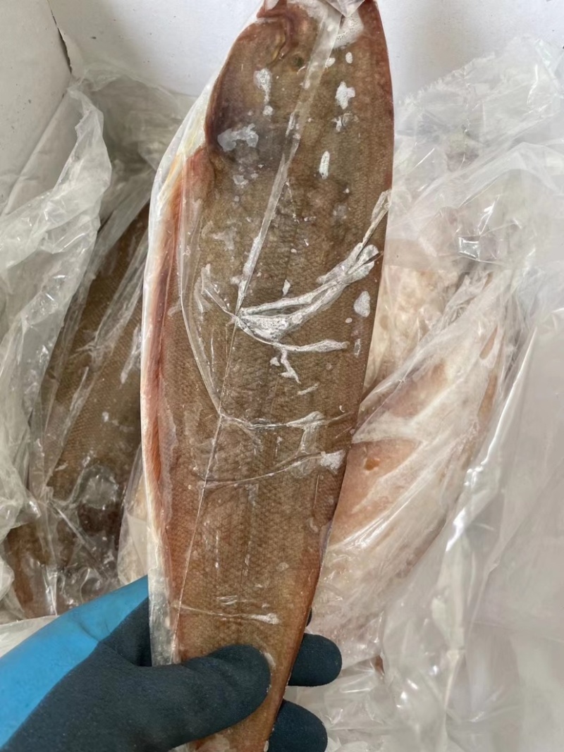 鲜冻龙利鱼舌头鱼踏板鱼鳎目鱼单冻比目鱼海鱼