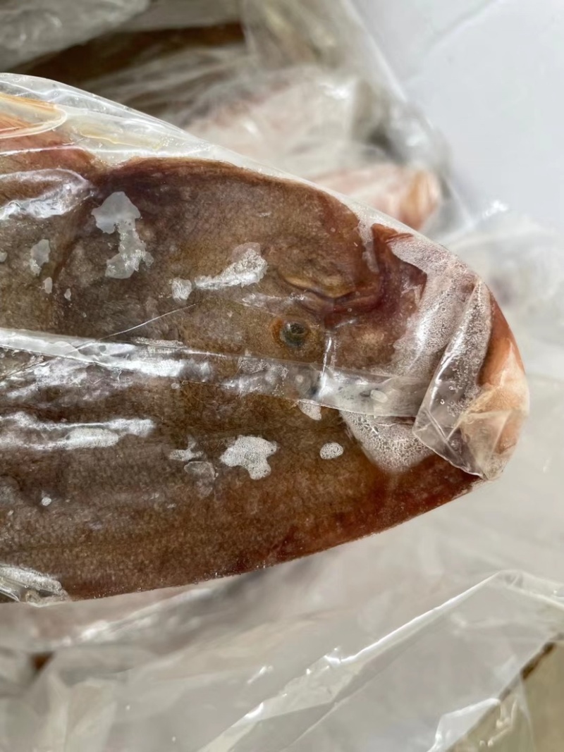 鲜冻龙利鱼舌头鱼踏板鱼鳎目鱼单冻比目鱼海鱼