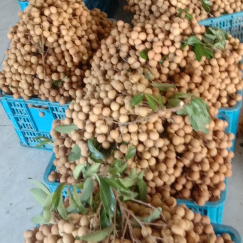 卖石硖，储良龙眼，产地直供，质量保证。