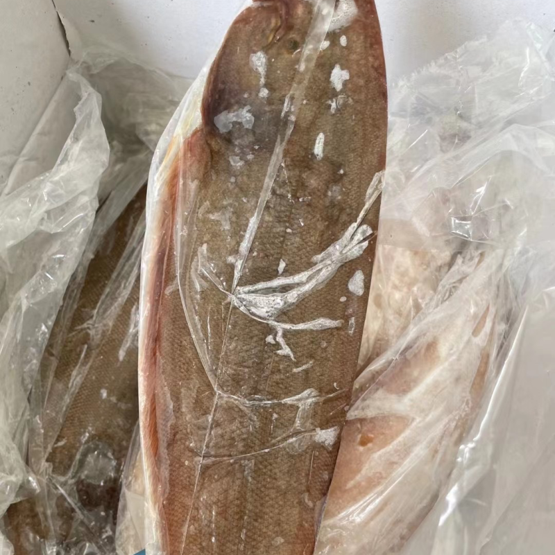 鲜冻龙利鱼舌头鱼踏板鱼鳎目鱼单冻比目鱼海鱼