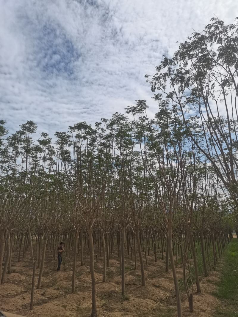 急售蓝花楹一批，地苗，10—16，1100棵，整批出售。