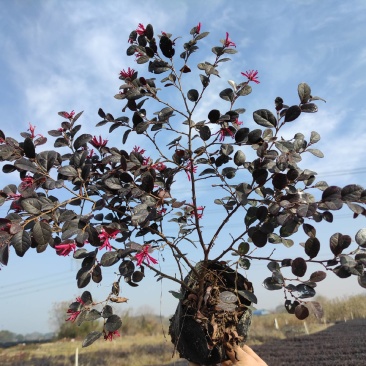 红花继木高度25-30矮胖型冠幅大精品苗木