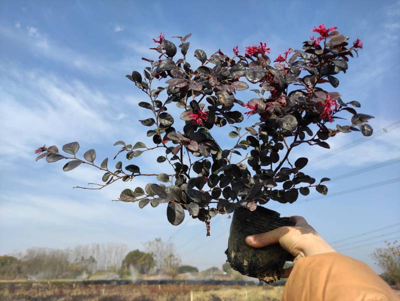红花继木高度25-30矮胖型冠幅大精品苗木