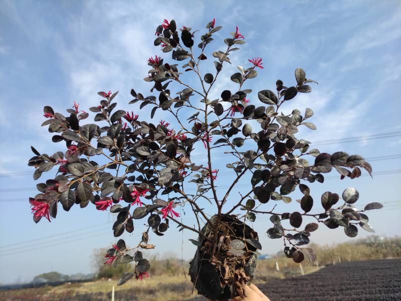 红花继木高度25-30矮胖型冠幅大精品苗木