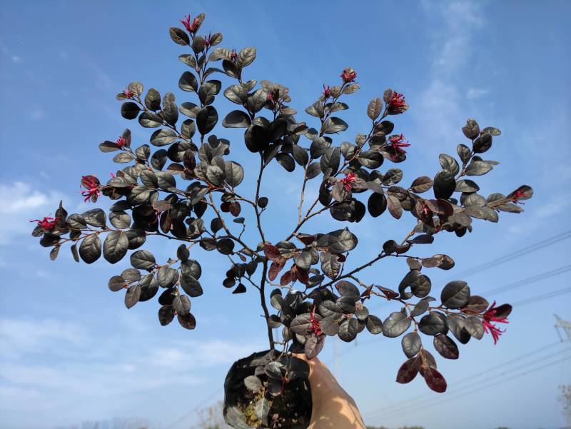 红花继木高度25-30矮胖型冠幅大精品苗木