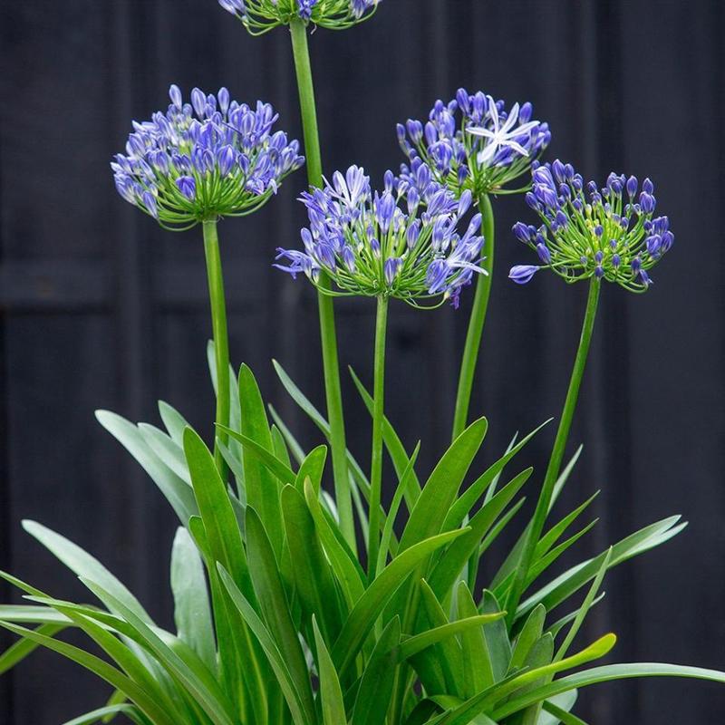 百子莲宿根花苗植物爱情花室内室外盆栽花卉蓝色花易成活