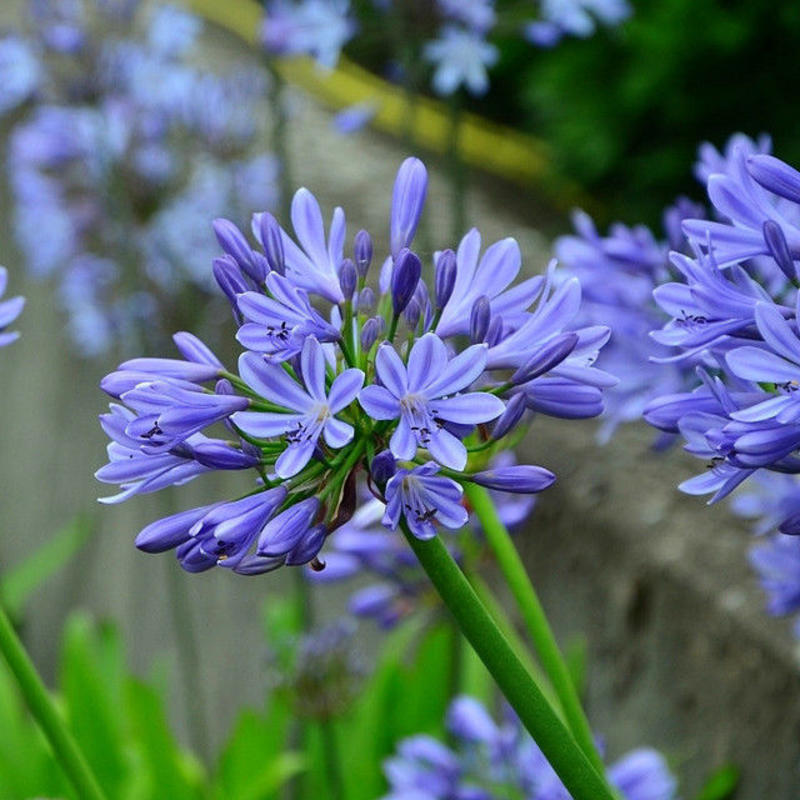 百子莲宿根花苗植物爱情花室内室外盆栽花卉蓝色花易成活