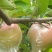 红露苹果冰糖心膜袋红露苹果大量供应价格稳定