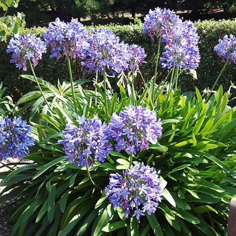 百子莲种球宿根花卉阳台庭院多年生花卉种植开花盆栽四季耐寒