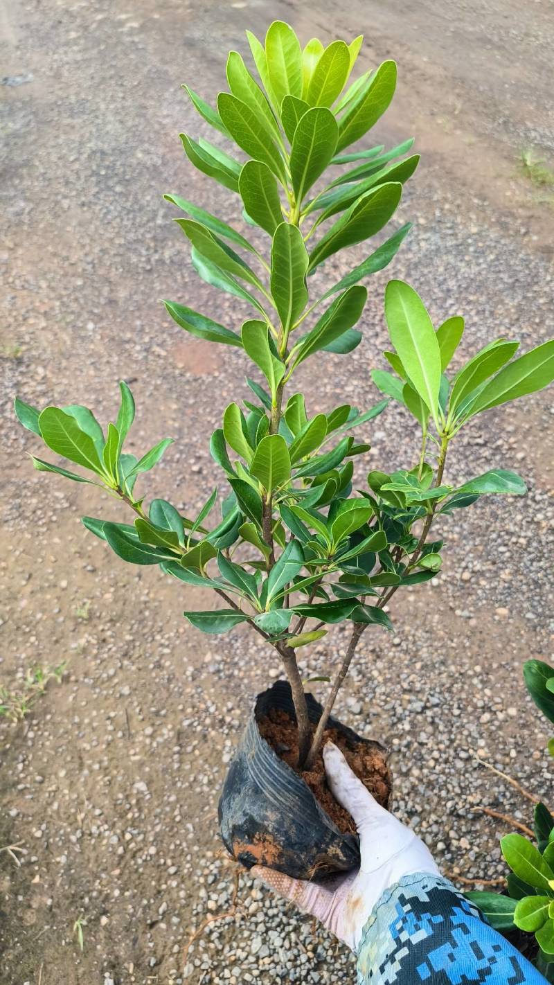 海桐16*14杯不散杯易存活株株饱满