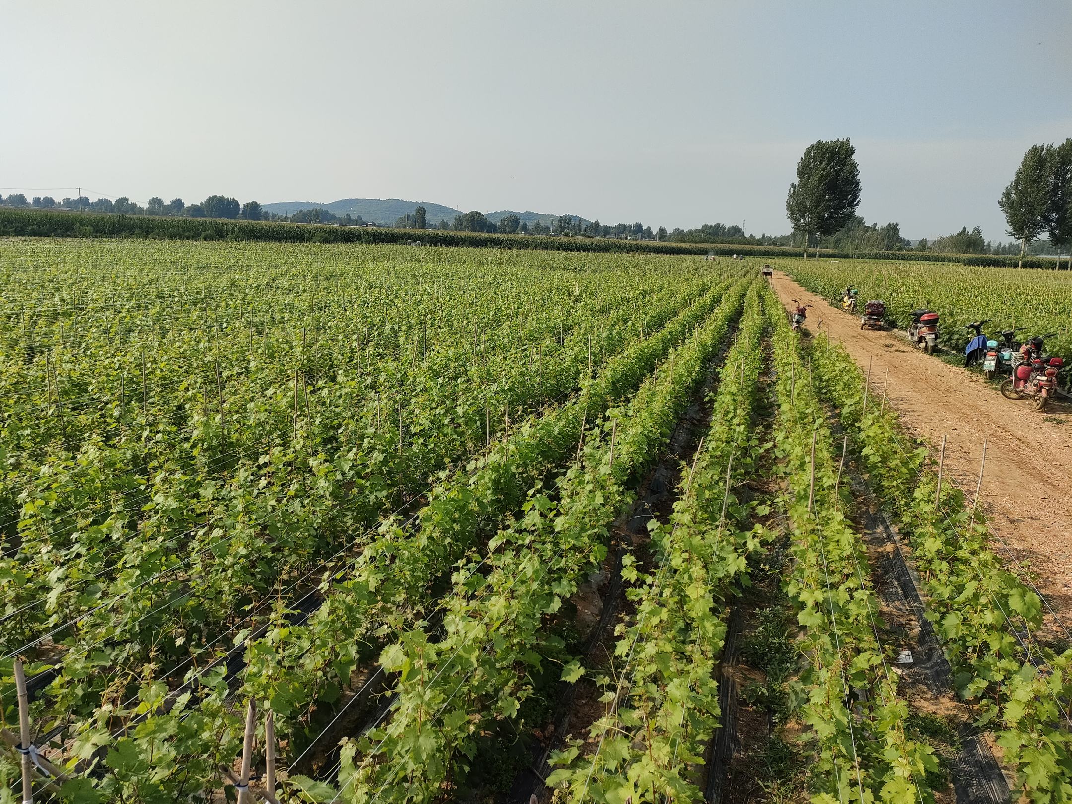 一片整齐的阳光玫瑰葡萄种植园,藤蔓整齐排列,棚架下挂满成串的黄绿色葡萄,农民正在田间进行日常管护,阳光透过叶片洒落在果实上,呈现出温暖的光影效果 阳光玫瑰葡萄园全景