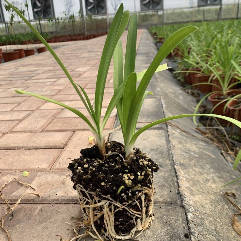 【三年苗】百子莲盆栽苗阳台庭院绿植基地直发