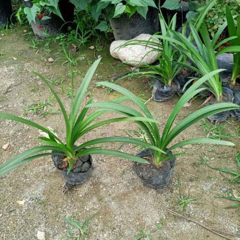 【三年苗】百子莲盆栽苗阳台庭院绿植基地直发