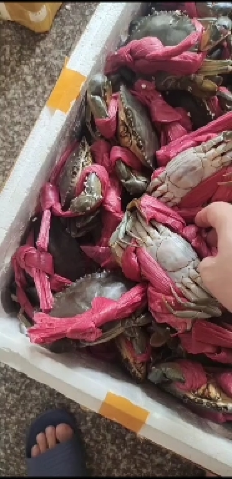 广西青蟹场地直发品质保证量大从优欢迎联系