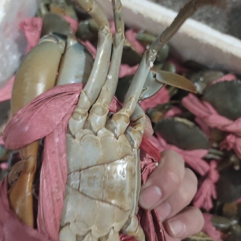 广西青蟹场地直发品质保证量大从优欢迎联系