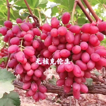 克伦生