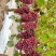 克伦生