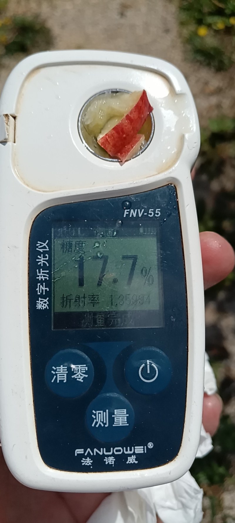 纯甜脆早熟苹果