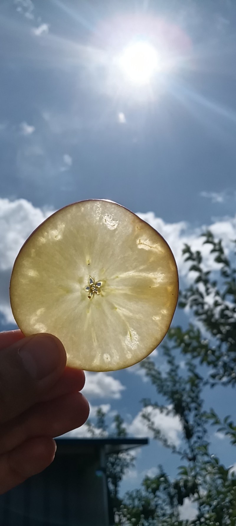 纯甜脆早熟苹果