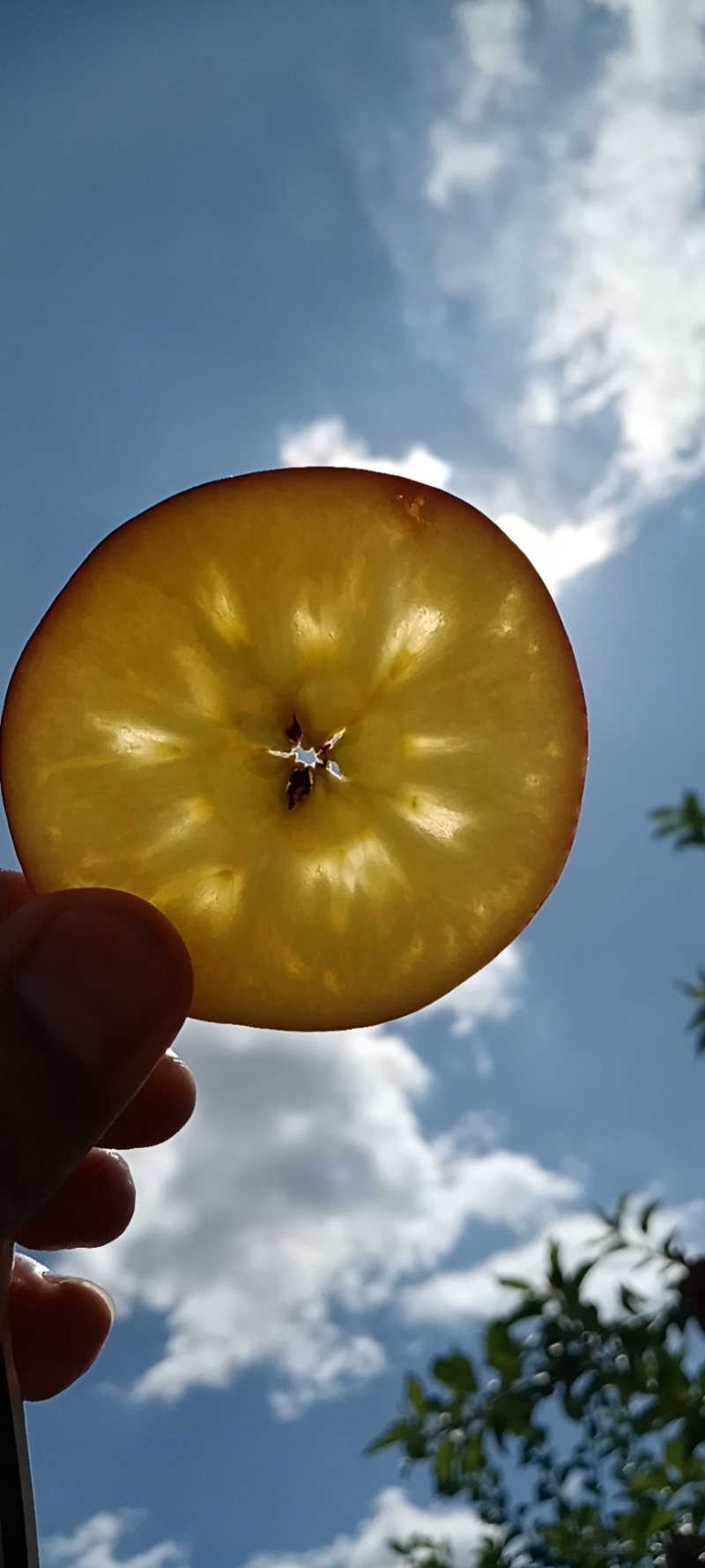 纯甜脆早熟苹果