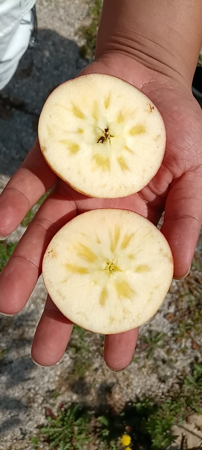 纯甜脆早熟苹果