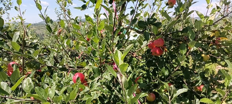 纯甜脆早熟苹果
