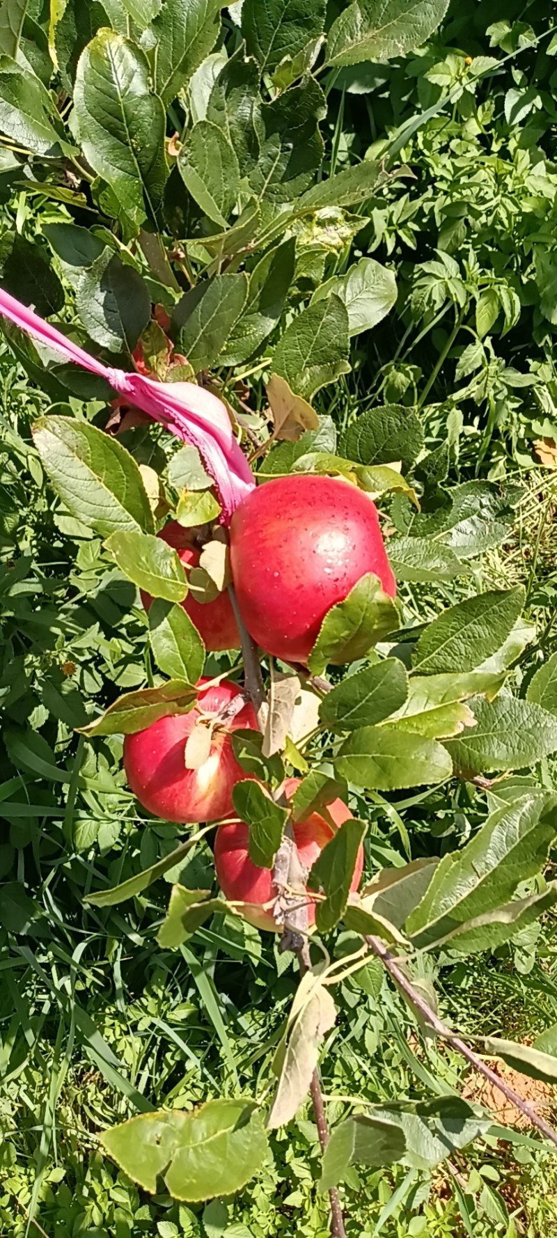 纯甜脆早熟苹果