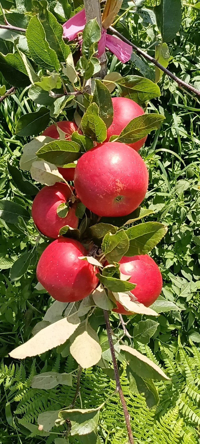 纯甜脆早熟苹果