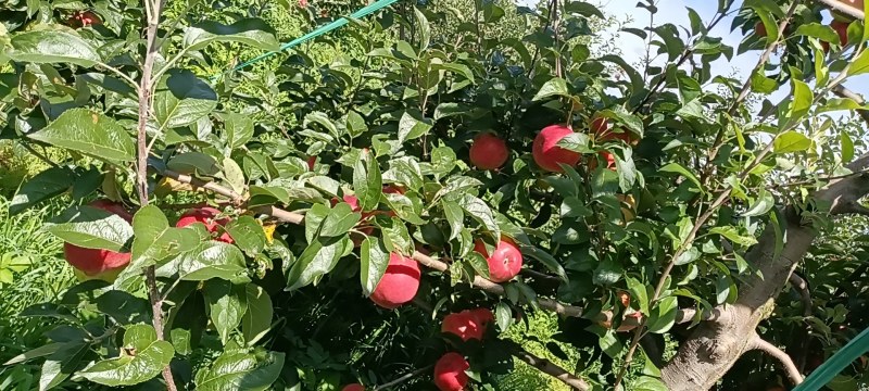 纯甜脆早熟苹果