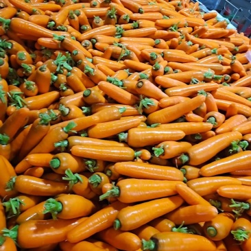 榆林靖边胡萝卜🥕大量上市中，电商，出口，