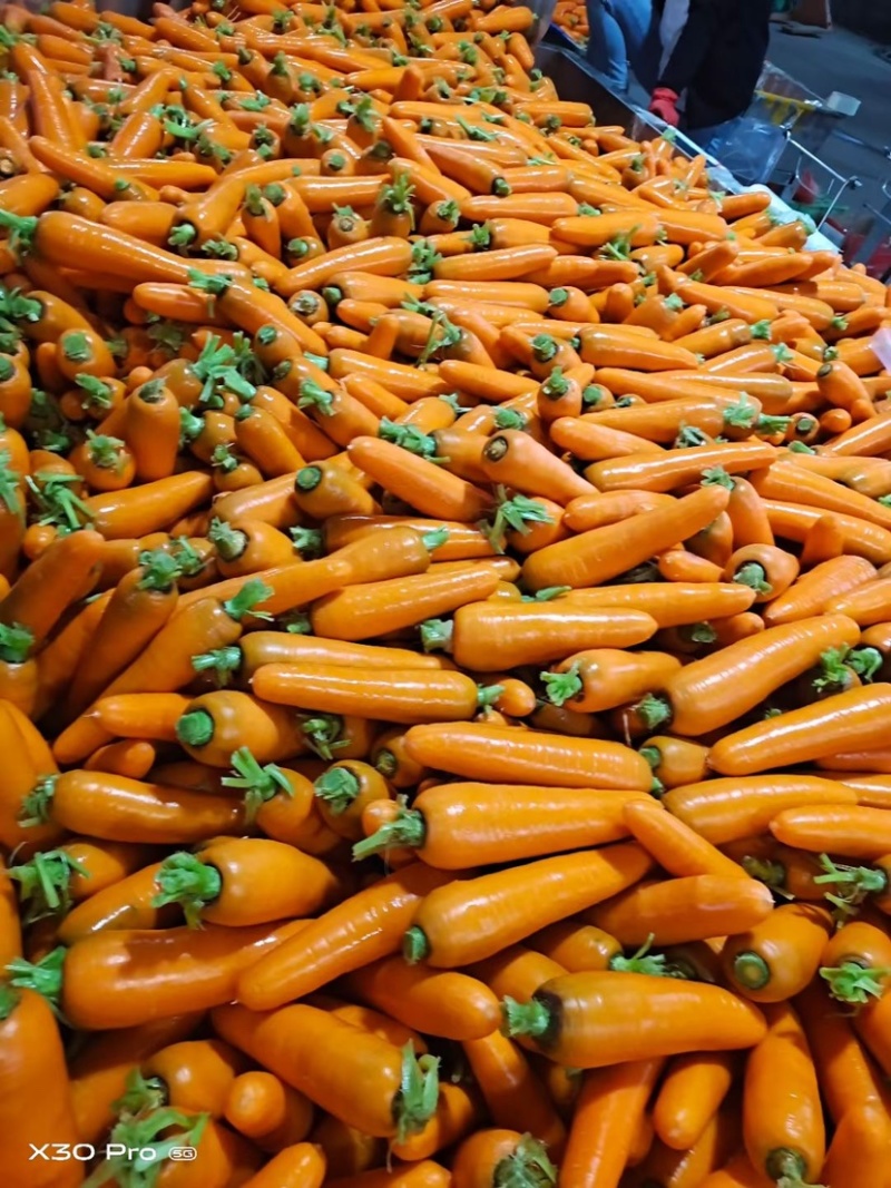 榆林靖边胡萝卜🥕大量上市中，电商，出口，