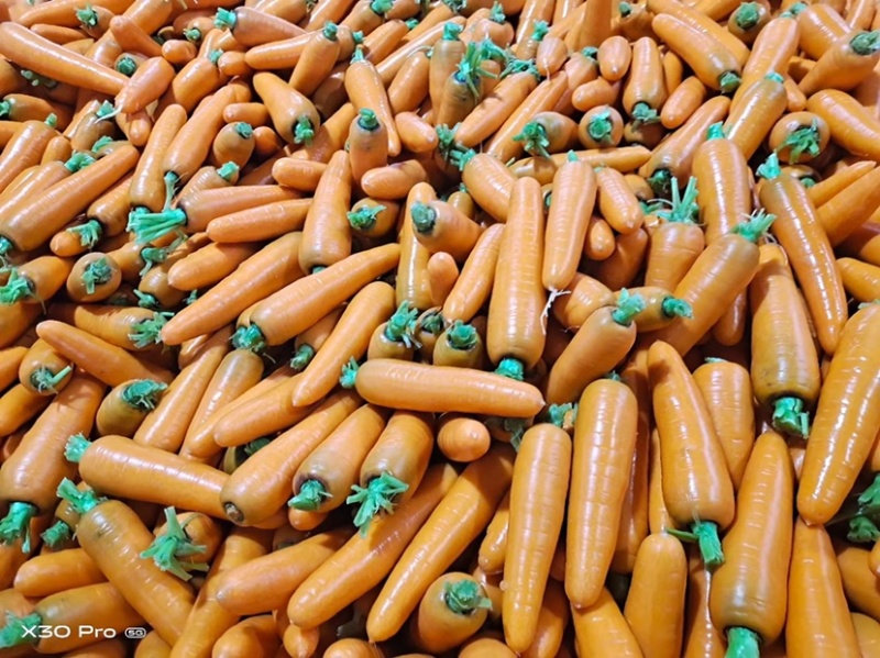 榆林靖边胡萝卜🥕大量上市中，电商，出口，