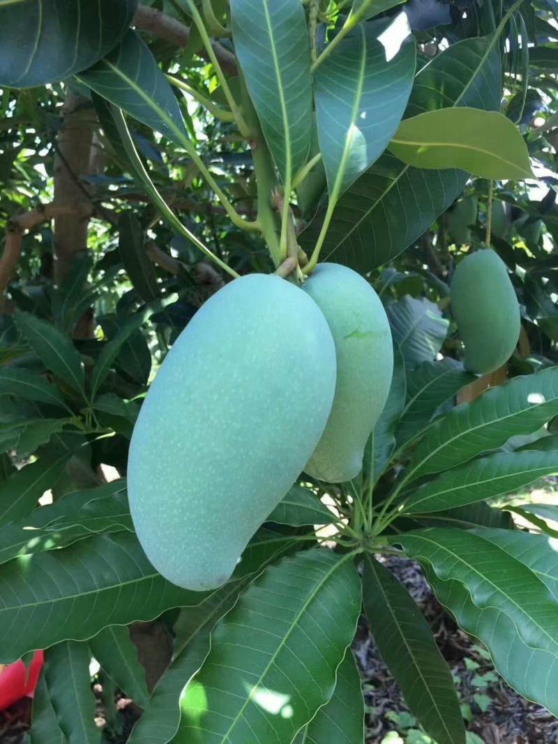 广西桂七芒果应季水果个大肉甜现摘现发支持代发批发货源充足