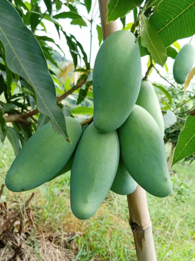 广西桂七芒果应季水果个大肉甜现摘现发支持代发批发货源充足