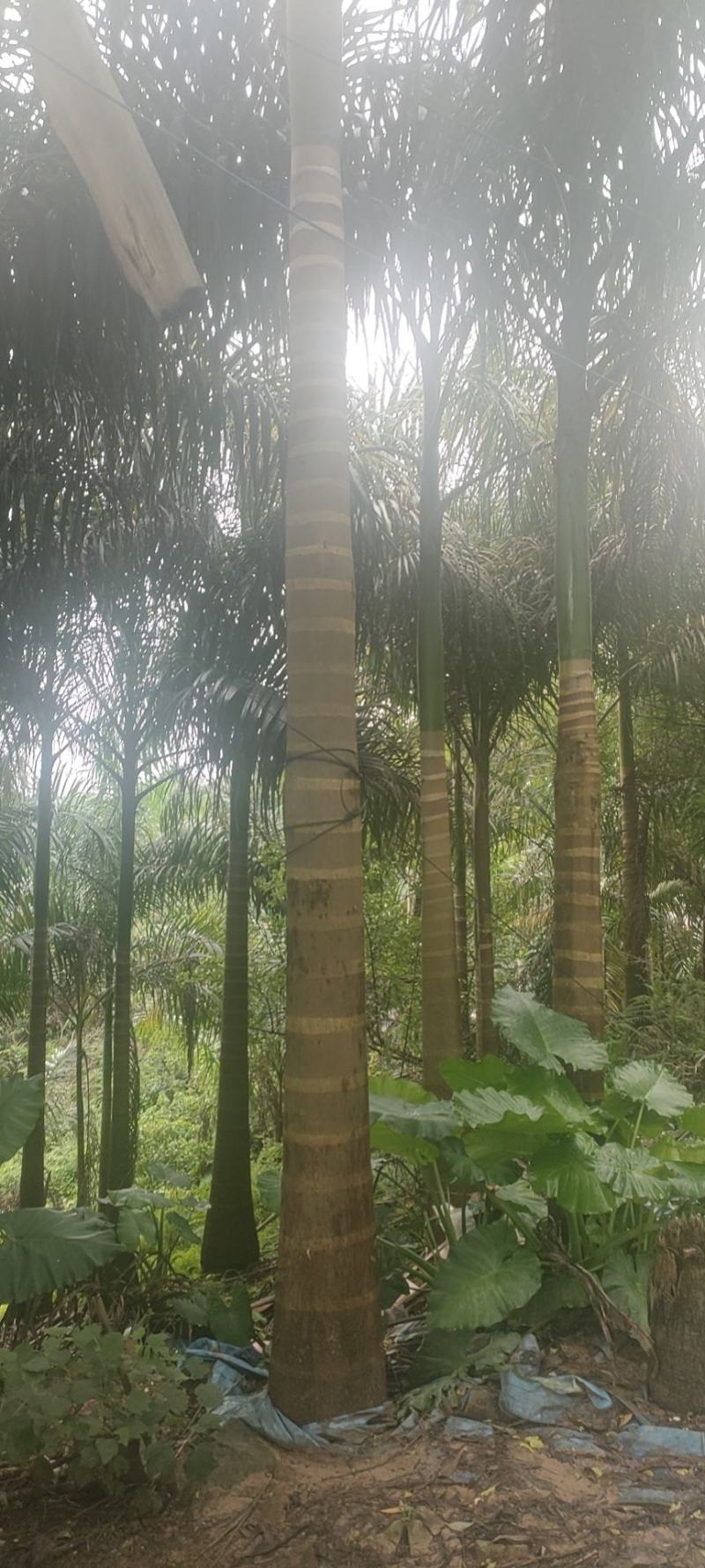 大王椰
