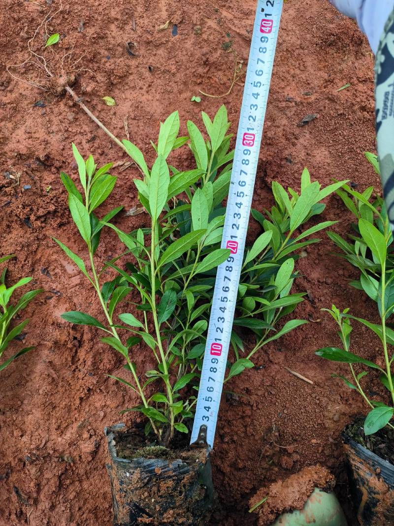 毛杜鹃批发价格16*14杯不散杯易存活种植杜鹃