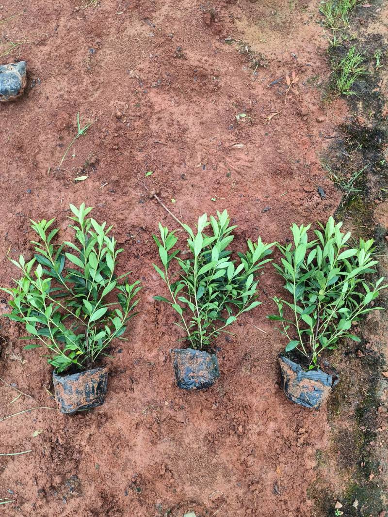 毛杜鹃批发价格16*14杯不散杯易存活种植杜鹃