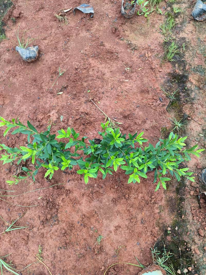 毛杜鹃批发价格16*14杯不散杯易存活种植杜鹃