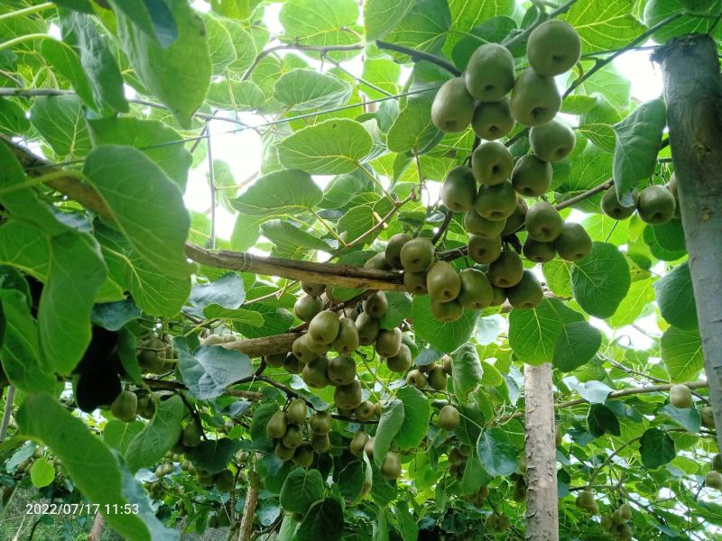 正宗湖南湘西凤凰廖家桥中华熊猫园红心猕猴桃包邮一件代发