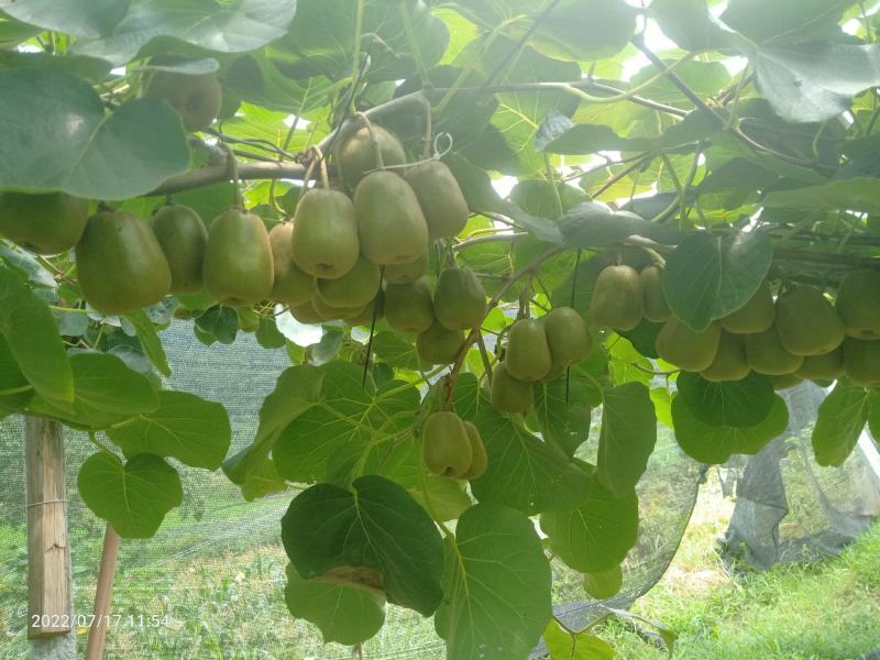 正宗湖南湘西凤凰廖家桥中华熊猫园红心猕猴桃包邮一件代发