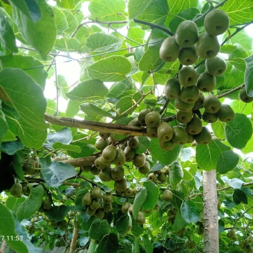 正宗湖南湘西凤凰廖家桥中华熊猫园红心猕猴桃包邮一件代发