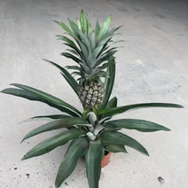 150#带果菠萝盆栽观赏凤梨绿植室内耐旱可食用