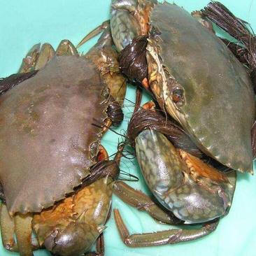 长期供应慢爬大肉蟹100%活埋冰保证肉质新鲜