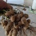 鲜果花生，中花系列，产地直销。电商超市优选