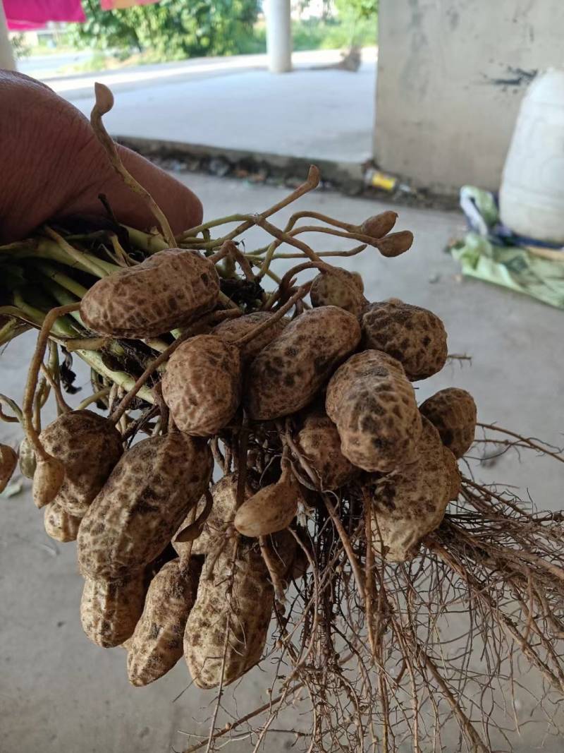 鲜果花生，中花系列，产地直销。电商超市优选