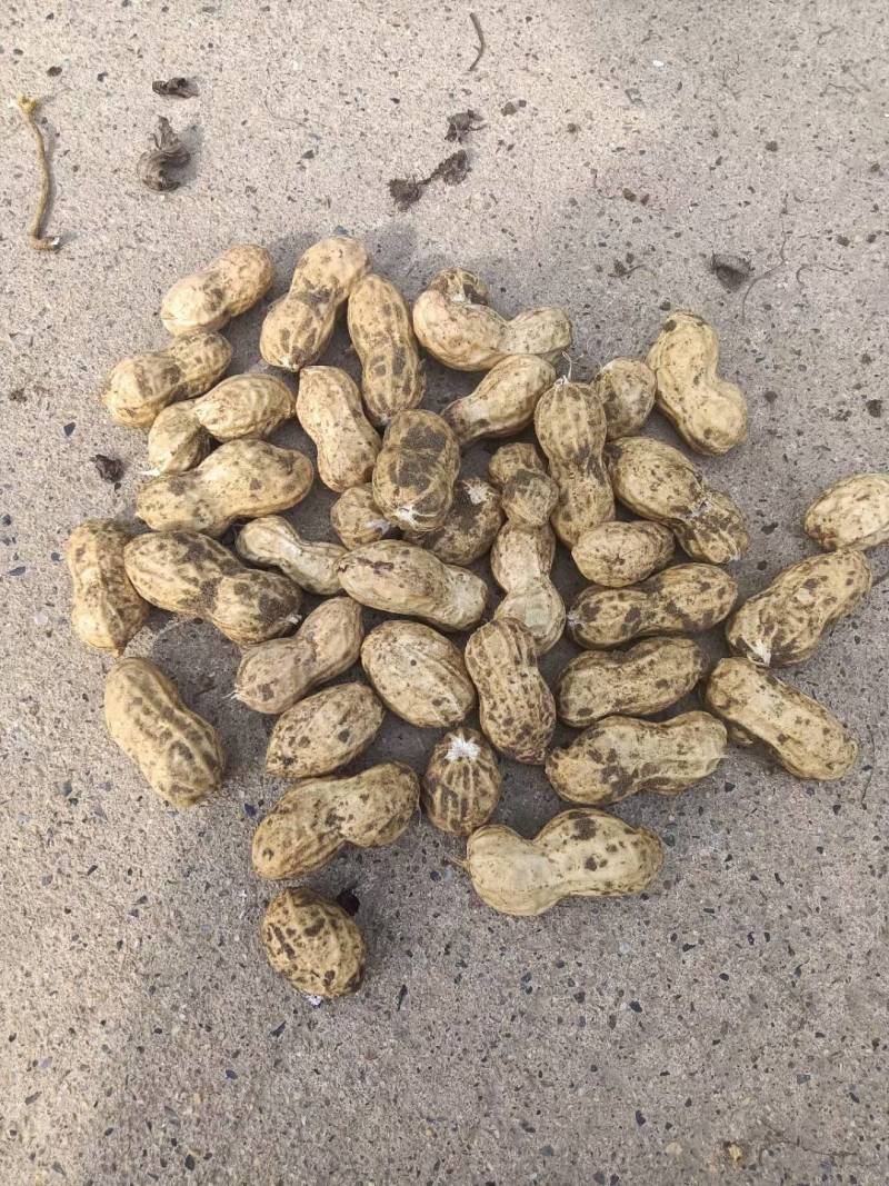 鲜果花生，中花系列，产地直销。电商超市优选
